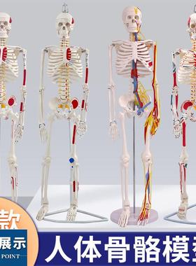 4585cm人体骨骼模型全身骨架标C本人体模型成人小白骷髅教学脊椎