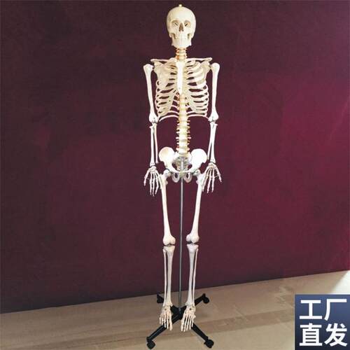 成人骨骼模型176cm高人体仿真骨架关I节活动医用教学美术四肢可拆