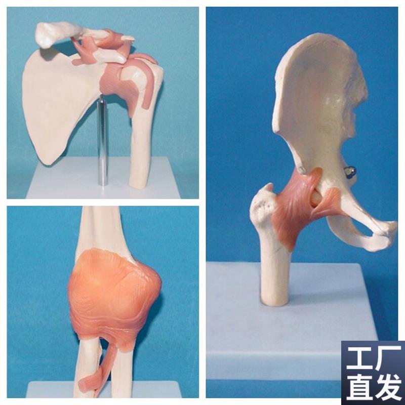 包邮肩关a节膝关节肘关节髋关节手关节脚关节人体骨骼模型