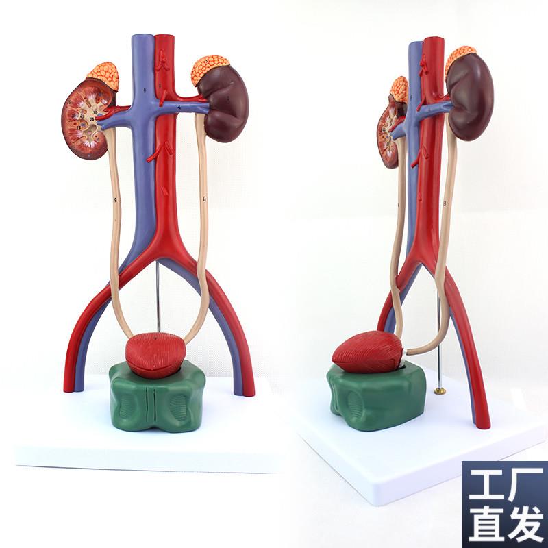ENOVO颐诺人体泌尿系统模型肾输尿管膀胱尿道解剖模W型医学泌尿科