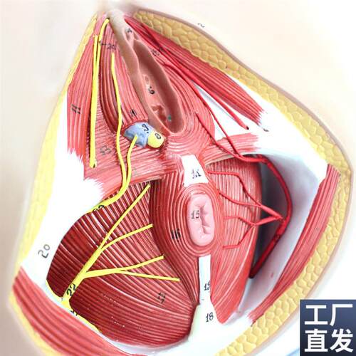 ENOVO正品h女性会阴盆部血管神经erineum解剖模型生殖泌尿肛肠科