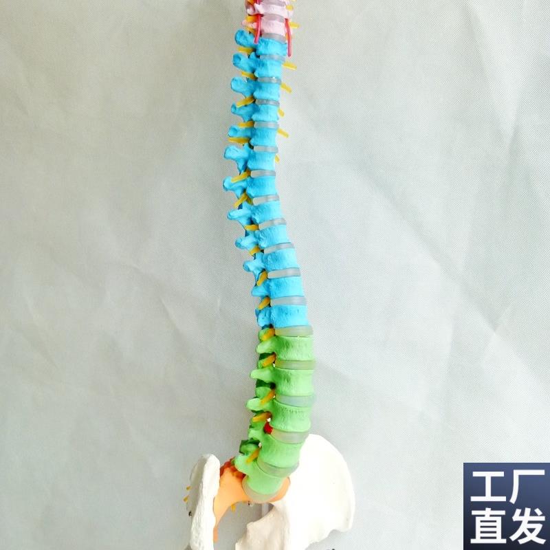 一比一骨色分离人体脊椎髋关节盆骨人体模型M正骨教学人体脊柱模