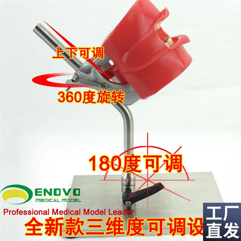 ENOVOc正品口腔仿生头模系统牙科医生培训制备仿真备牙齿教学模型