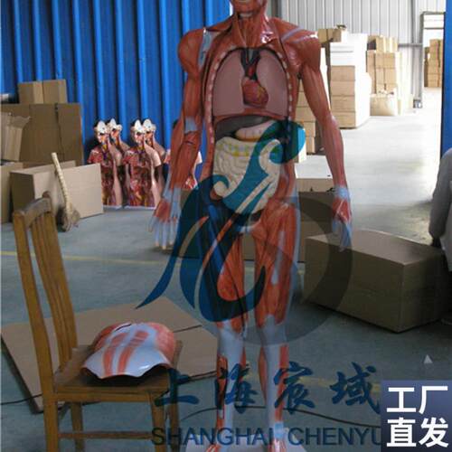 人体全身解剖层R次分解模型
