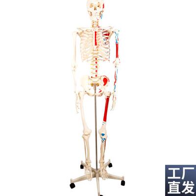 医学170CMj人体骨骼模型肌肉骨架标本解剖脊柱骨科教学具