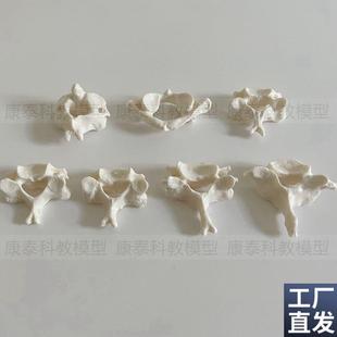 颈椎模型1比1仿真寰椎枢椎第七颈椎散骨小针刀正骨脊X椎腰椎骨医