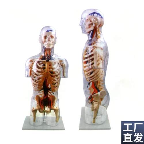 透明半身躯干附血S管神经模型