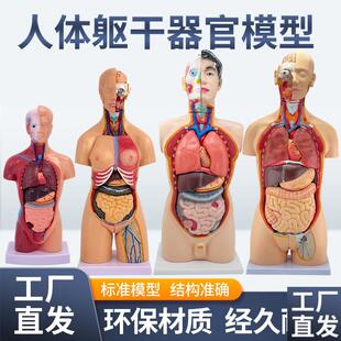 医学内脏人体器官结构躯干w解剖模型心脏构造儿童可拆装教学玩具