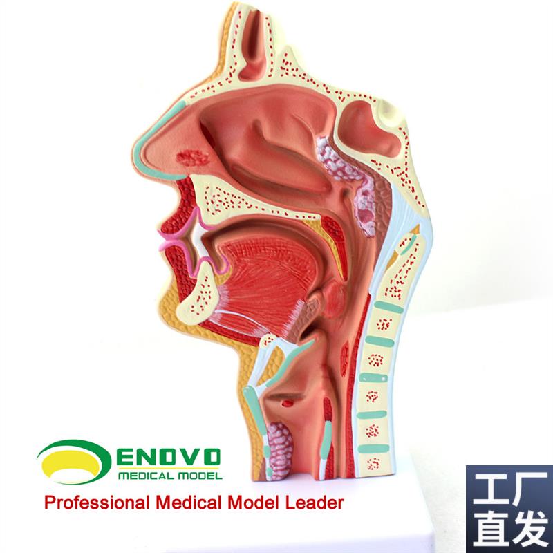 颐诺正品人体鼻腔咽喉解剖模型鼻咽腔I病理模型耳鼻喉科医用模型
