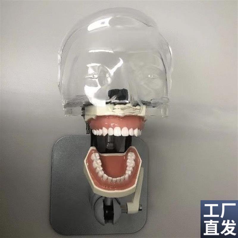 仿真人教学头模牙k科口腔仿头模考试器械离体牙模型可拆卸口腔头