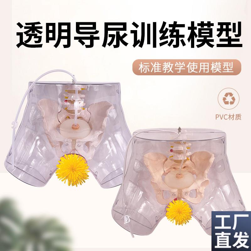 高级透明男性导尿模型男性生殖器男性生殖解Q剖模型女性导尿模型