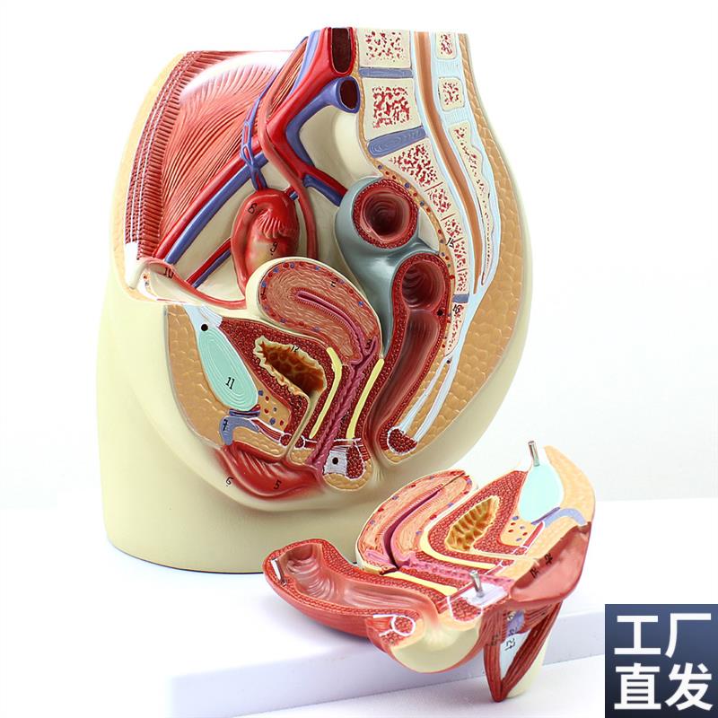 ENOVO颐诺女性盆腔解剖模型人A体生殖泌尿系统子宫妇科医学模型骨