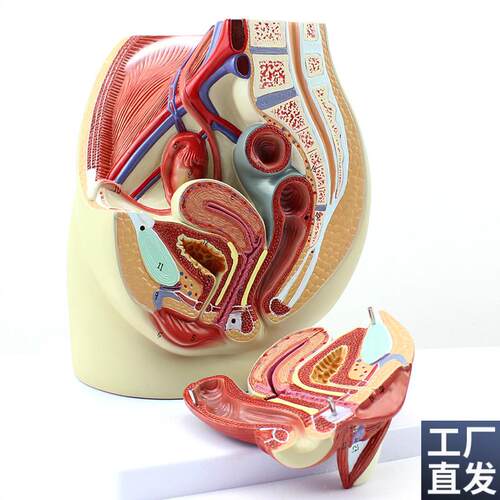 ENOVO颐诺女性盆腔解剖模型人A体生殖泌尿系统子宫妇科医学模型骨