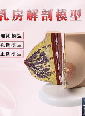 催乳师培训教材仿真女性乳房解剖D模型(受孕)孕期女性乳房解剖