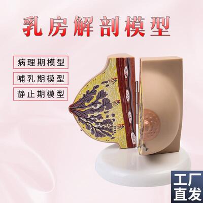 催乳师培训教材仿真女性乳房解剖D模型(受孕)孕期女性乳房解剖
