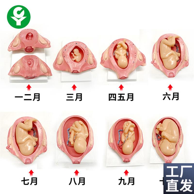 胎儿妊娠发育过程模型/怀孕胎y儿模型/妊娠胚胎发育模型计划生育