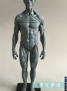 设计绘画CG参考医用艺用u人体肌肉骨骼解剖结构模型美术灰色肌肉