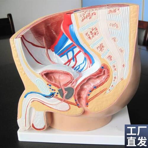 男性盆腔正中矢状解剖模s型(1件)人体模型医学教具内脏解剖模型