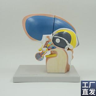 间脑端脑下丘脑人体脑组织解剖神经外科脑干可拆卸V大脑基底核脑