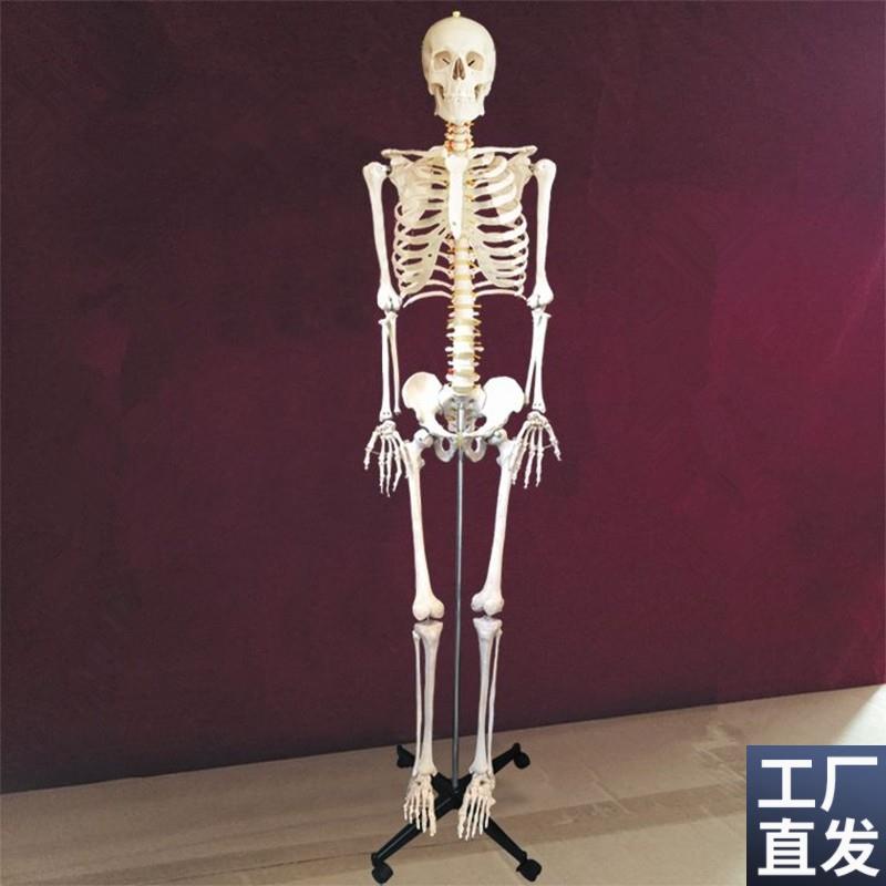 成人骨骼模型176cm高人体仿真骨D架关节活动医用教学美术四肢可拆
