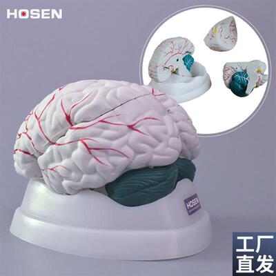 大脑模型人体脑部结构可拆解剖脑干小脑器官医学教学模Z具教具玩