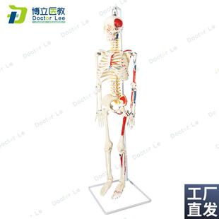 85cm人体骨架模型肌肉起止点B瑜伽教学脊柱可弯曲关节可活动