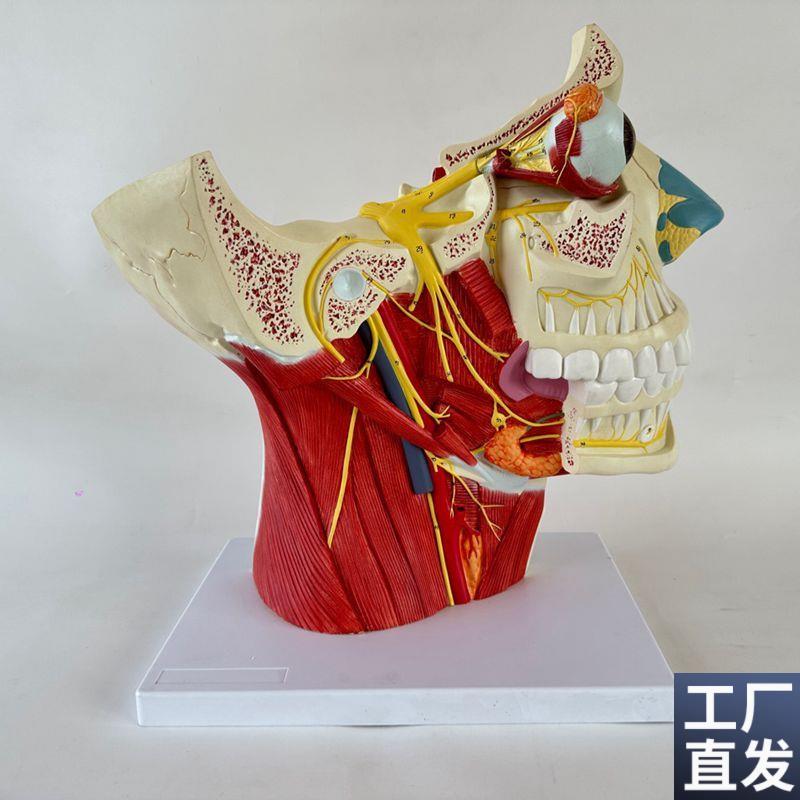 康泰医模型12对脑神经分布颅脑面部肌H肉神经血管口腔牙齿咽喉颈