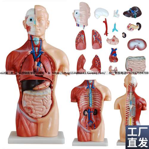 42CM无性躯干模型18件(解剖模F型)人体躯干人体解剖模型可拆