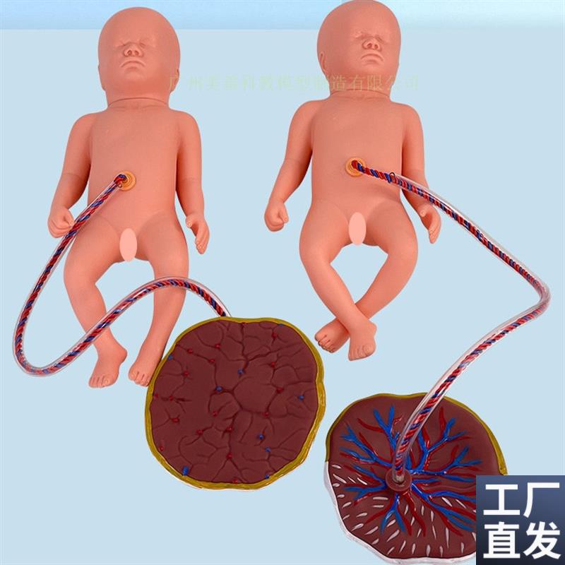 新生儿脐带娃娃妇产科婴u儿模型初生儿宝宝脐带胎盘仿真娃娃