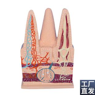 人体肠绒毛模型毛细n淋巴血管静脉解剖切面中学生物教仪医用医学