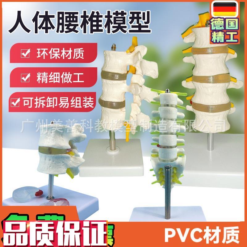 人体脊柱模型脊椎骨腰椎模型腰椎结构H腰椎间盘关节模具病理腰椎