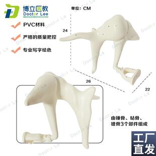 听小骨放大模型耳朵模型锤骨砧骨镫骨模型内耳V结构解剖听小骨