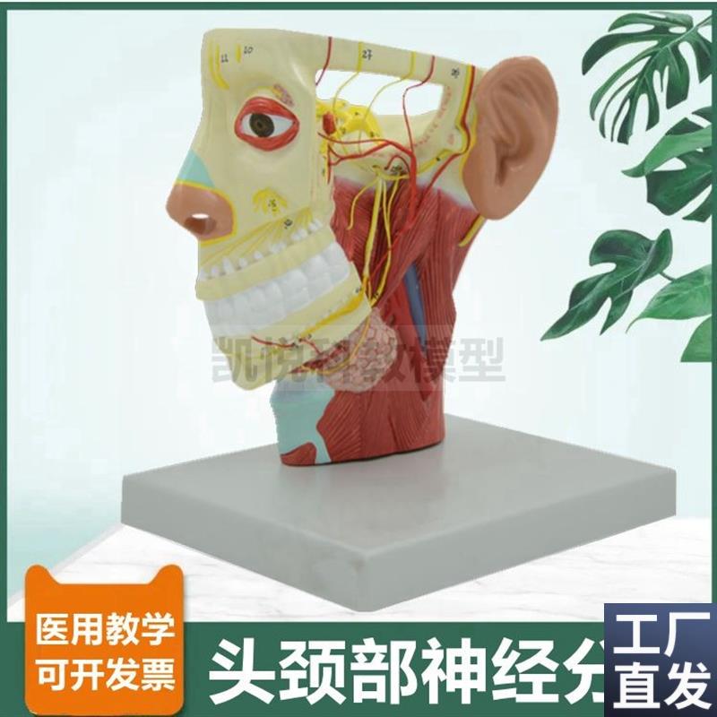 头面部神经分布模型颅脑深浅v肌肉层动脉静脉12对脑神经微整形医