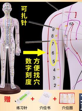 黄河中医针灸f穴位模型针灸推拿穴位模型针灸穴位52CM彩白色针灸