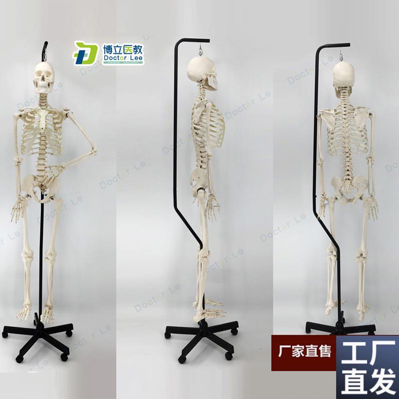 1比1真人仿真大p小骨架模型人体骨骼医用推拿针灸