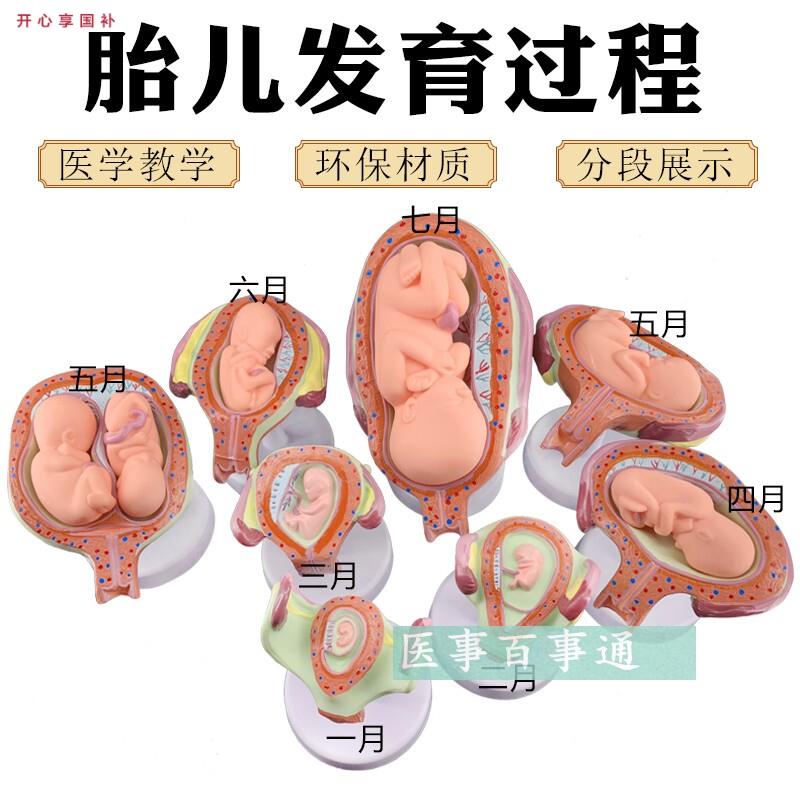计划生育展示妊J娠胚胎发育模型胎儿形成发育过程模型生殖健康
