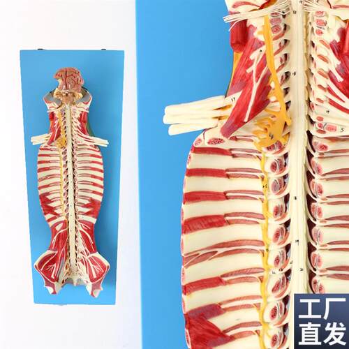 ENOVO颐诺医学人体脊柱椎管解剖模型脊M髓神经麻醉脊腰椎微创骨