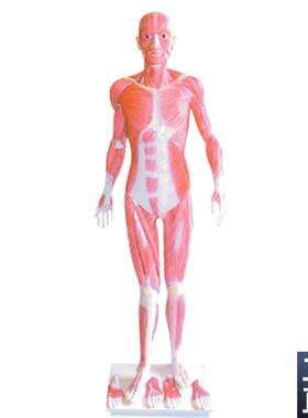 172cm全身肌肉解剖模型人体肌E肉解剖模型男性人体肌肉解剖