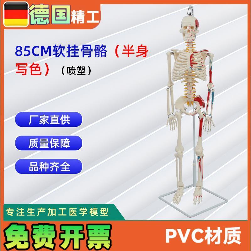 85CM软挂半身写色骨骼模型(塑喷)仿真人体骨骼教学模型