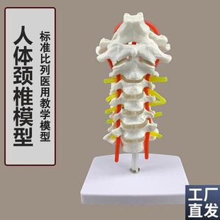 颈椎带颈动脉后枕骨椎间盘与A神经模型教学关节模型骨骼模型