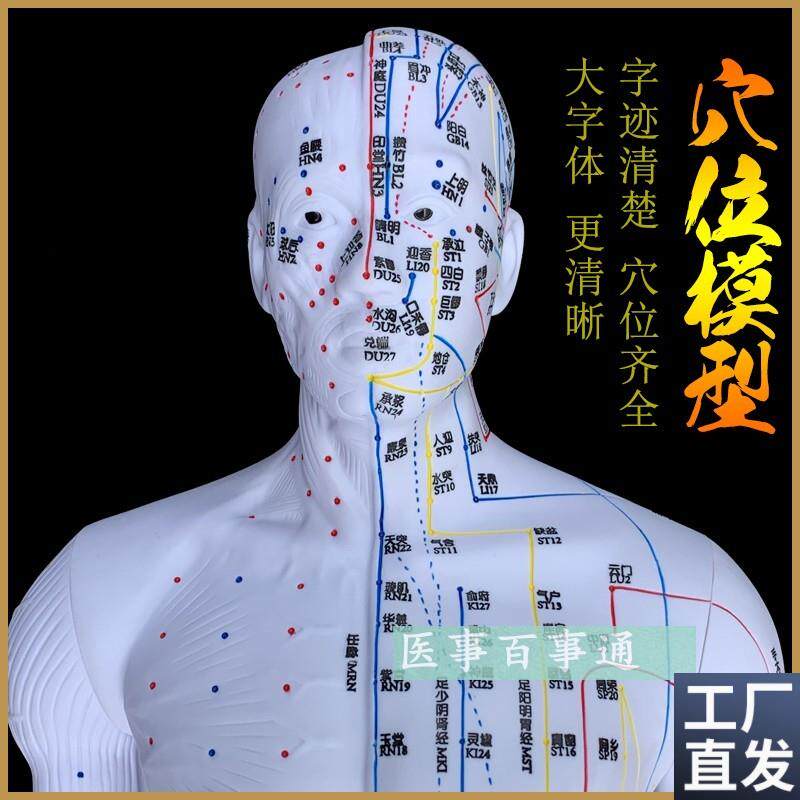 中医针灸穴位图人体模型8s5cm男模型清晰经络小人体针灸穴位模具