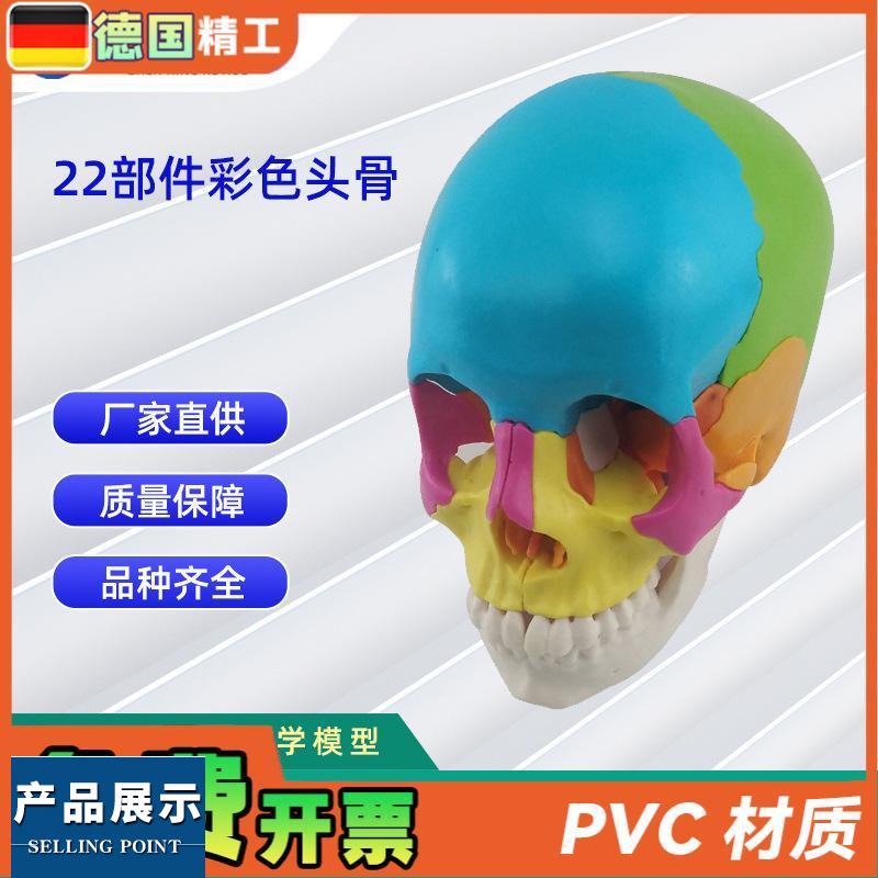 22部件拼装人体头骨模型彩色颅骨解刨模型可拆解人体头骨模型