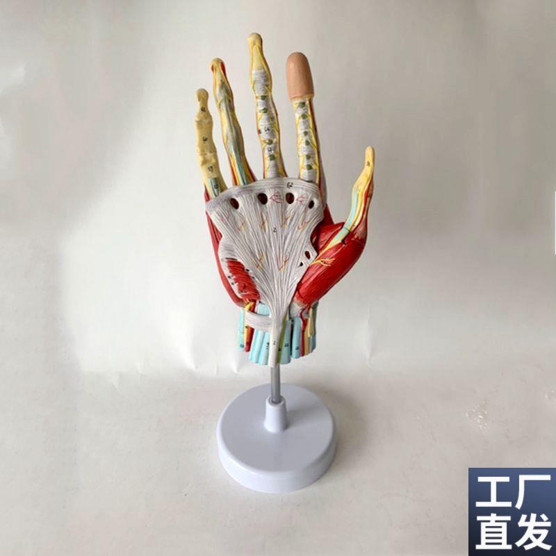 康泰手部肌肉层次肌腱韧带腕关节手掌G手背筋膜外科手术解剖教学