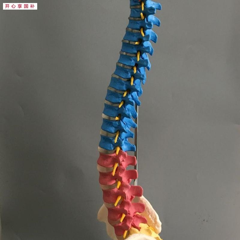 医用彩色c椎体人体脊柱模型人体骨骼模型大脊椎成人1:1带胸椎骨盆