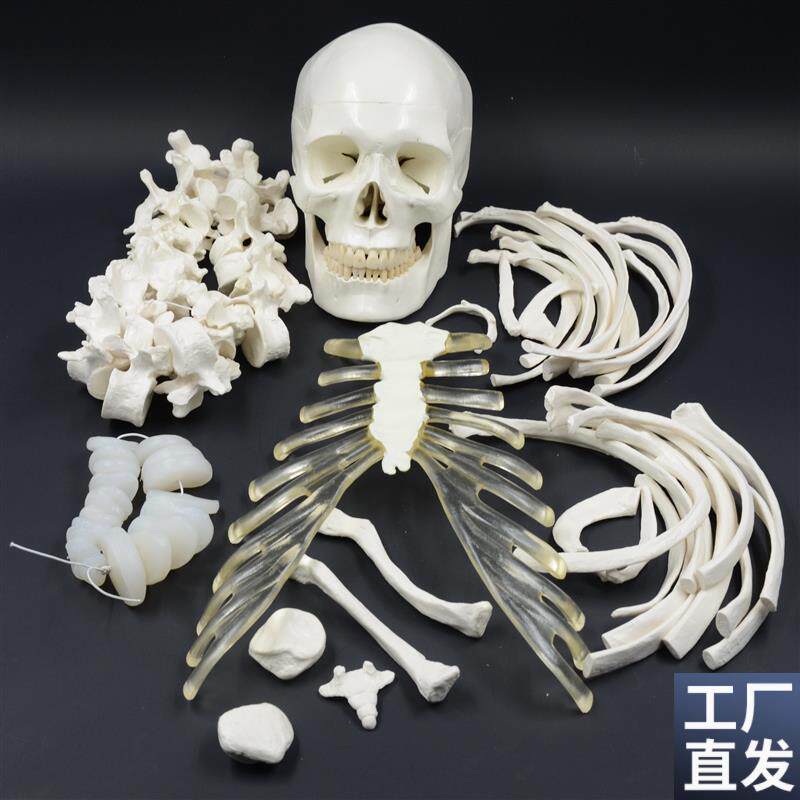 人体全身散骨模型170cm仿真骨骼模型骨架模Y型医用正骨