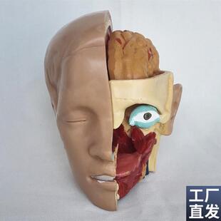 包邮中型人体头颅解剖模型脑解K剖模型医用教学讲解