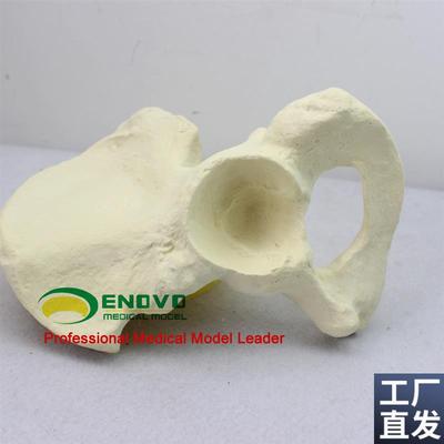 骨科手术摸拟Siawbone仿真骨人工合成骨髂骨模型人体骨骼模型