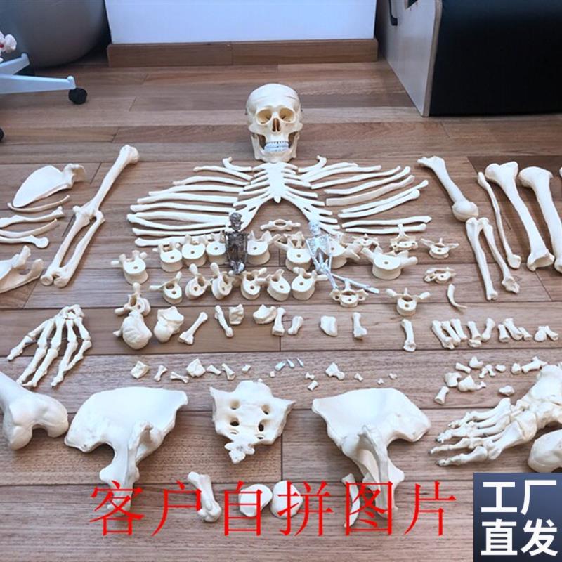 人体1:1人体骨骼p散骨骷髅骨架教学模型医用讲解展示标本玩具