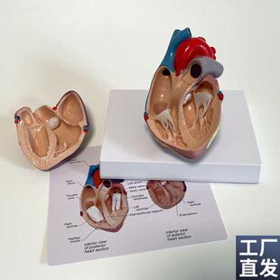 康泰教具心脏h模型冠状动脉血管心室二尖瓣B超教学主动脉瓣医药促