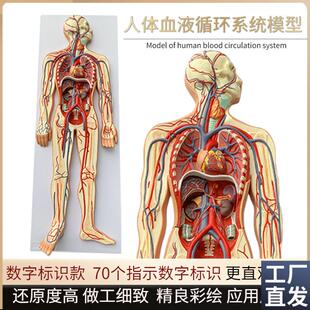 人体血液循环系i统模型全身内脏器官解剖教学教具心脏血管演示模